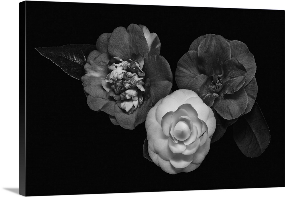 Dark monochrome macro of three camellia blossoms on a black background.