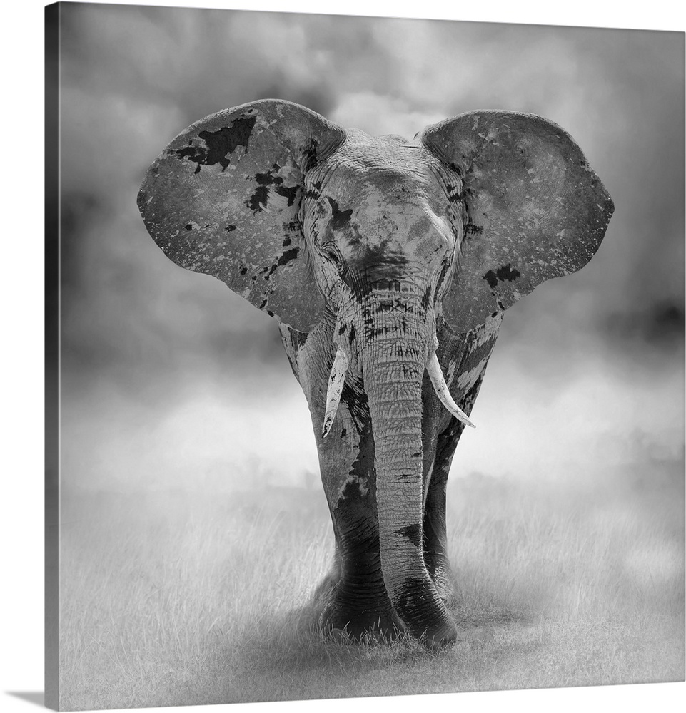 Large elephant bull approaching (artistic processing) in Kenya, Africa.