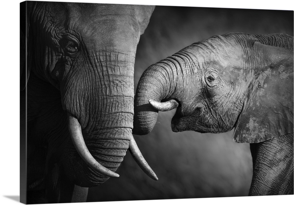 Elephants showing affection.