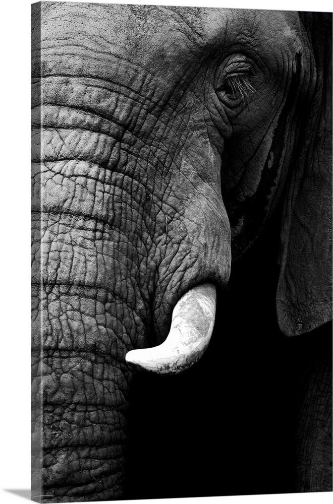 Black and white image of an elephant isolated on a black background.
