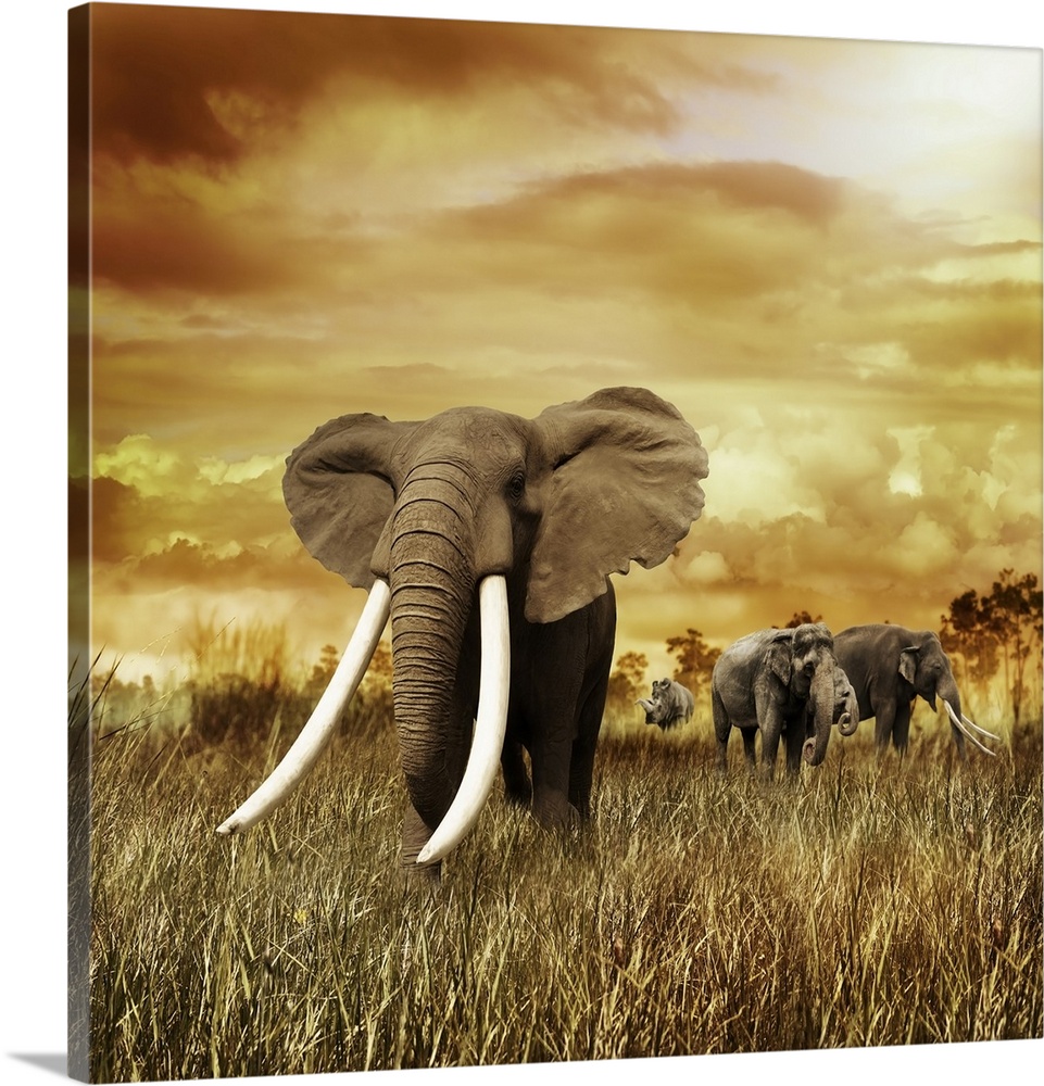 Elephants at sunset, walking on the grass.