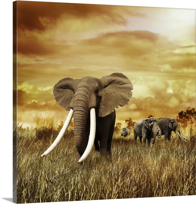 Elephants At Sunset | Great Big Canvas