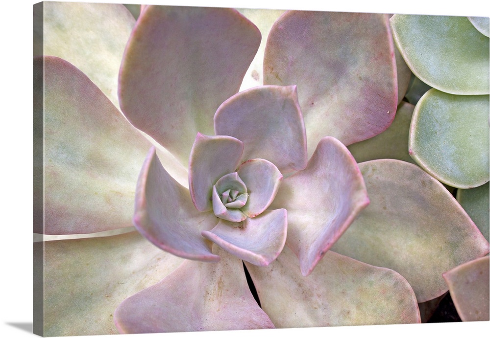Extreme close-up of desert rose succulent plant.