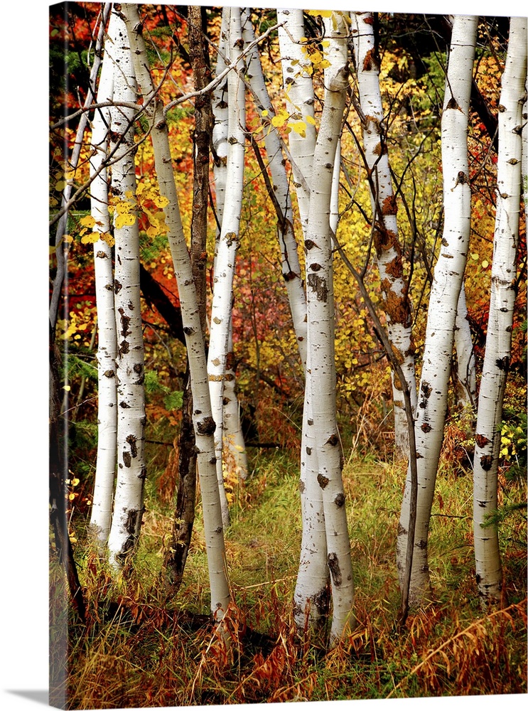 White fall birch trees with autumn leaves in background.