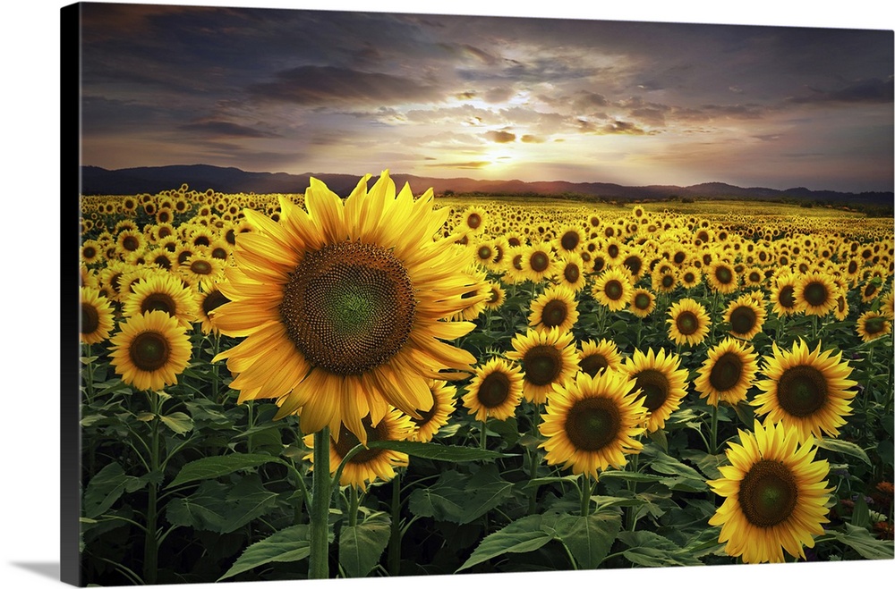 A huge field of sunflowers during a beautiful sunset.