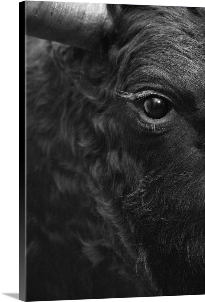 Fighting bull head detail in black and white. Vertical.