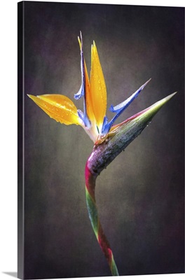 Fine Art Strelitzia Flower