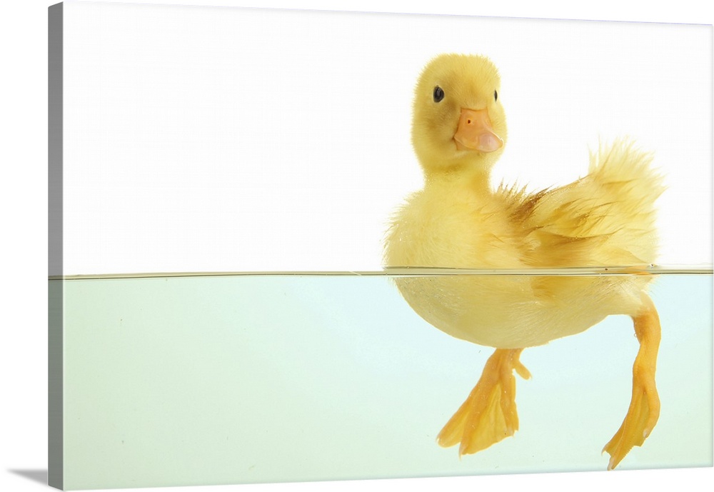 cute floating duckling isolated on white.
