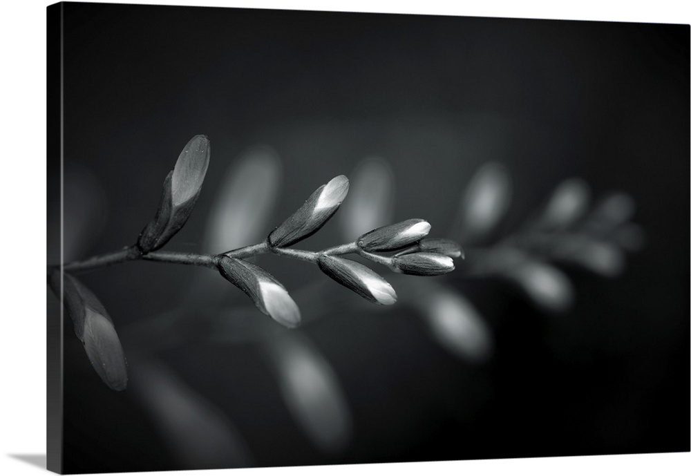 Black and white flower buds with another branch in the background.