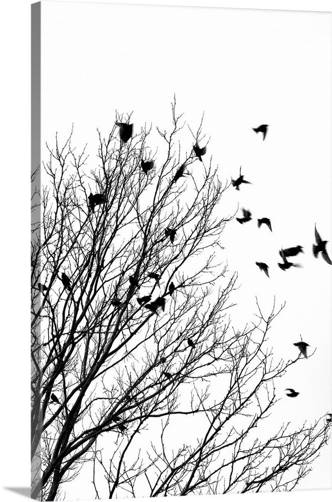 Black and white image of birds flying off a tree.