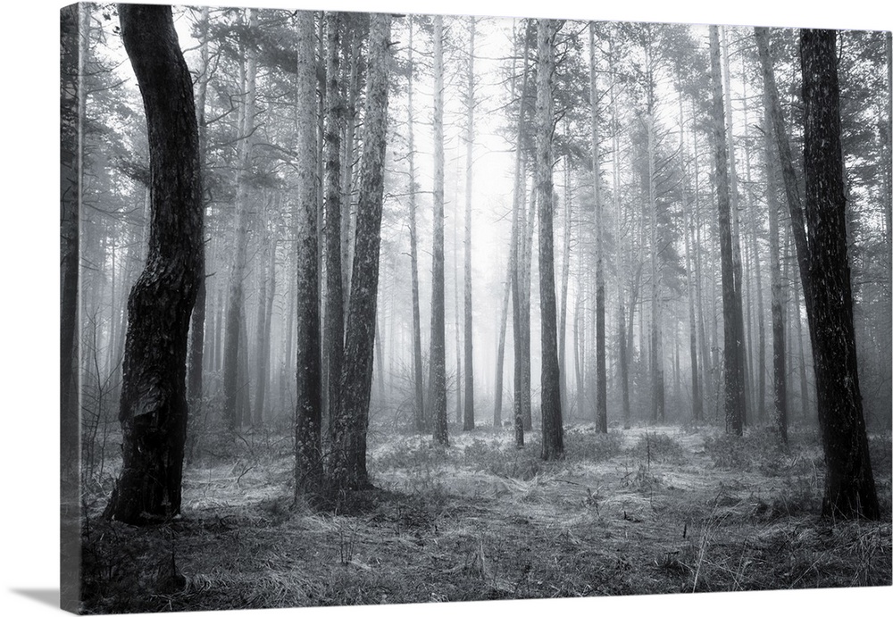 Black and white spooky abstract of a foggy forest in spring at sunrise.