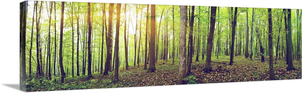 Panorama of a green summer forest.