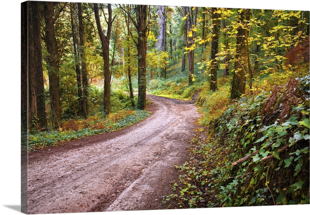 Forest landscape with a trekking footpath in the fall.