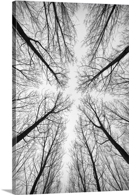 Forest Trees In Black And White