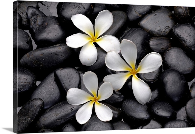 Frangipani Flower Great Big Canvas