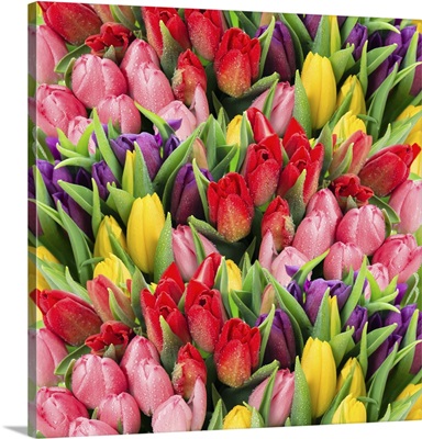 Fresh Spring Tulip Flowers With Water Drops