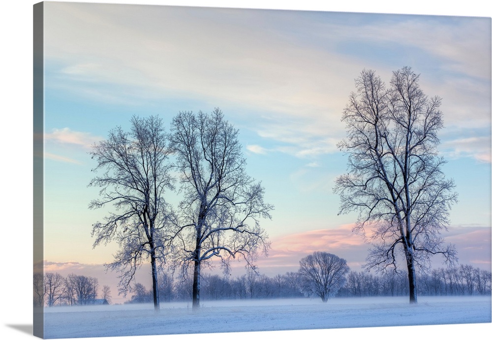 Rural winter landscape of lightly frosted trees and ground fog, Michigan, USA.