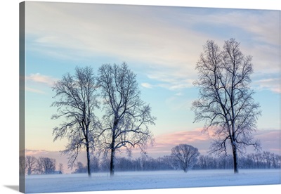 Frosted Bare Trees At Dawn