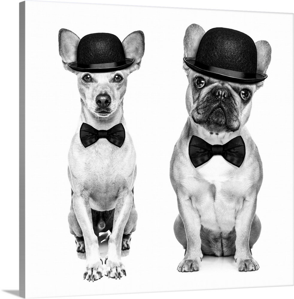 Comedian classic couple of dogs wearing a bowler hat and black tie isolated on white background. In black and white retro ...
