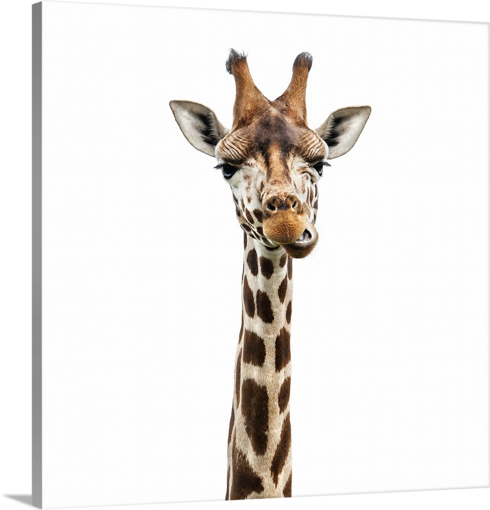 Funny giraffe face isolated on white.