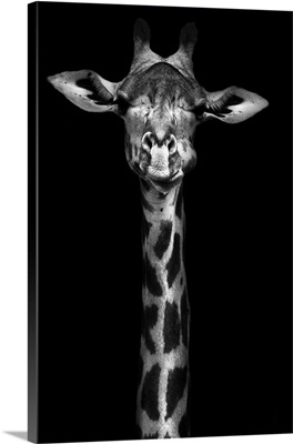 Giraffe In Black And White