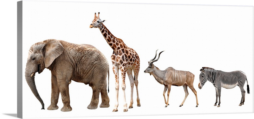 Giraffe, kudu, zebra and elephant isolated on white.