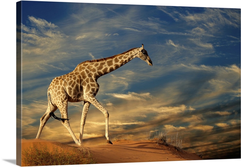 Giraffe (Giraffa camelopardalis) walking on a sand dune with clouds, South Africa.