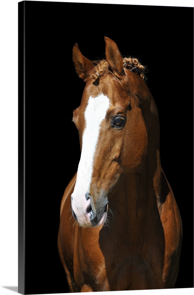 Portrait of chestnut Trakehner horse on black background.