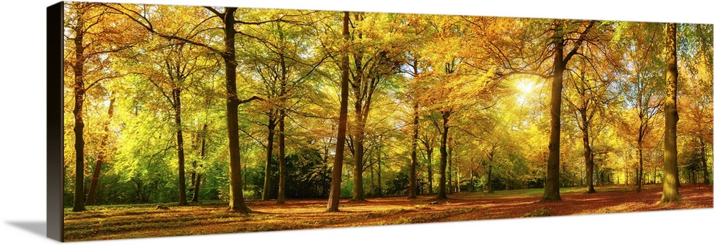 Gorgeous autumn landscape panorama of a scenic forest with lots of warm sunshine.