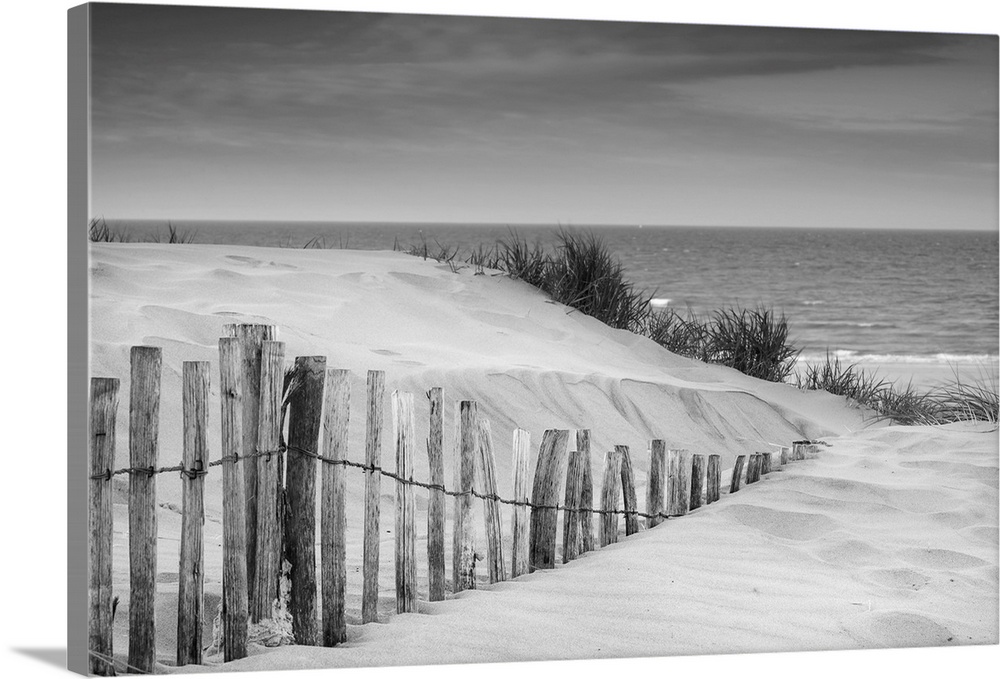 Landscape of grass in sand dunes at sunrise with wooden fences under sand dunes in black and white.