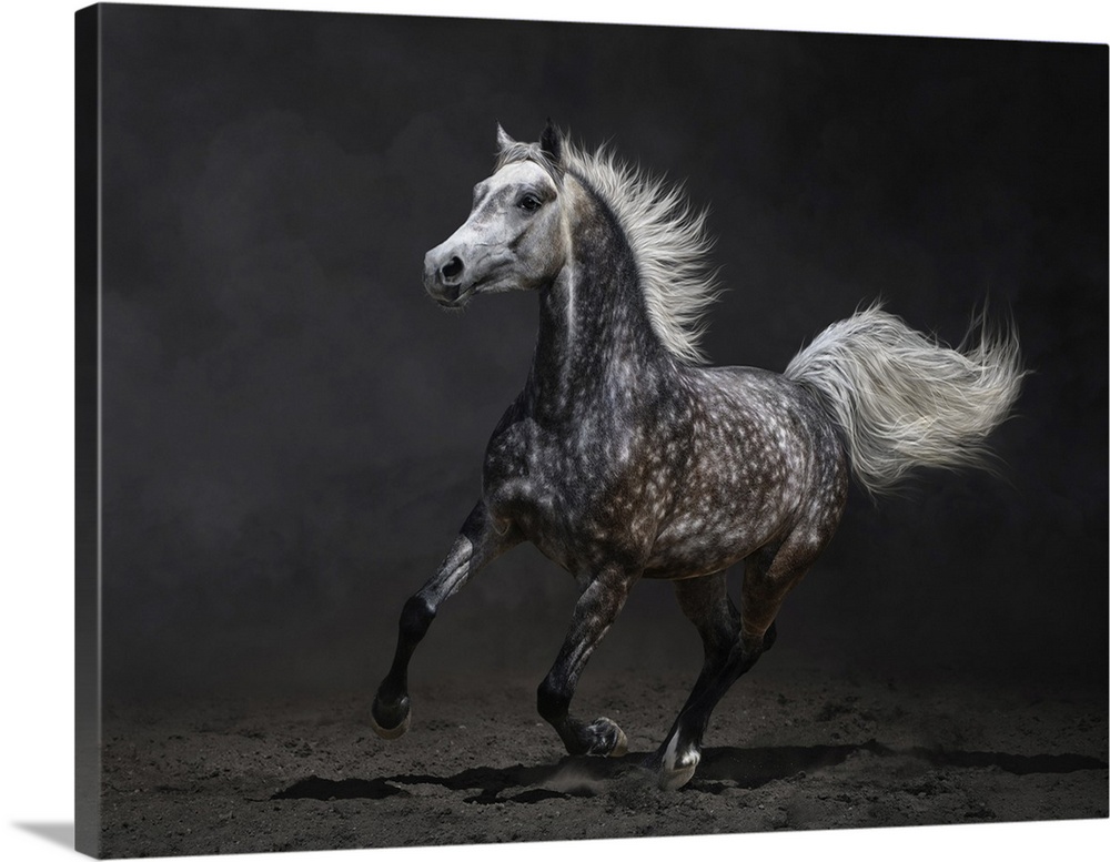 Gray Arabian mare gallops on a dark background.