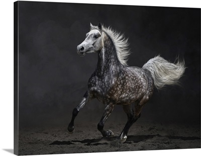 Gray Arabian Horse Gallops