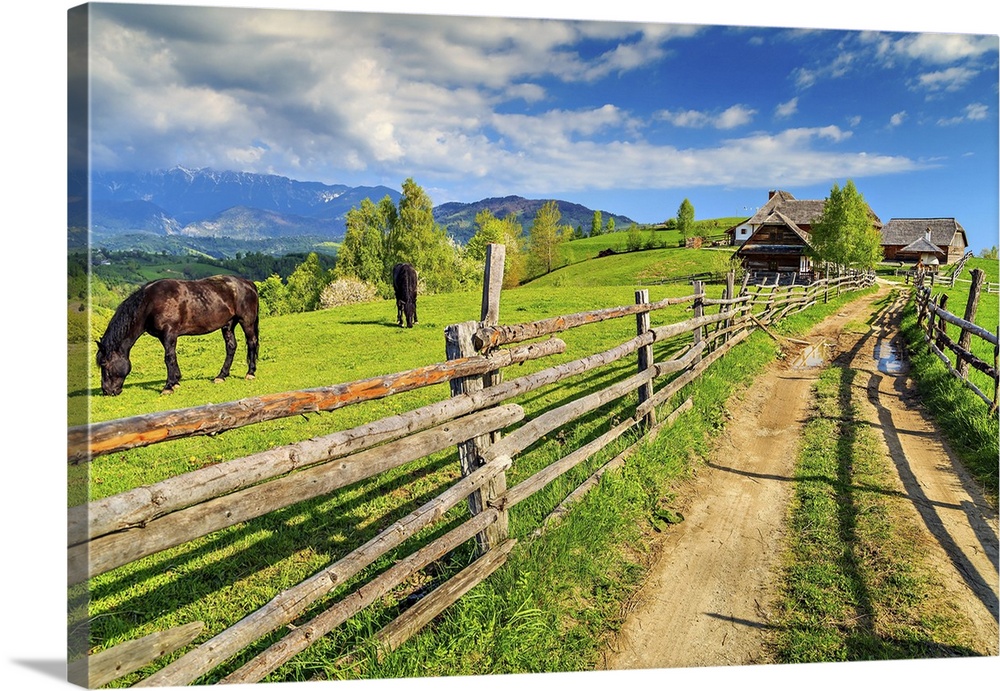 Alpine rural landscape with grazing horses on the green fields, bran, Transylvania, Romania, Europe.