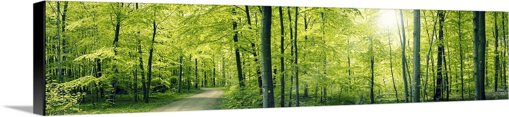 Panorama landscape of a beech forest in the spring.