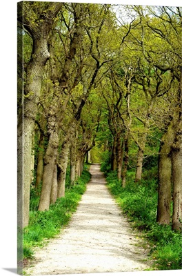 Green Forest Path