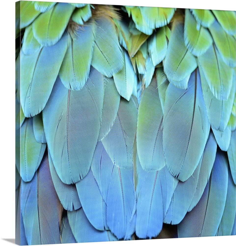 Colorfu harlequin macaw feathers.