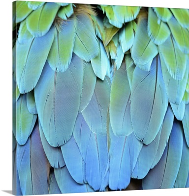 Harlequin Macaw Feathers
