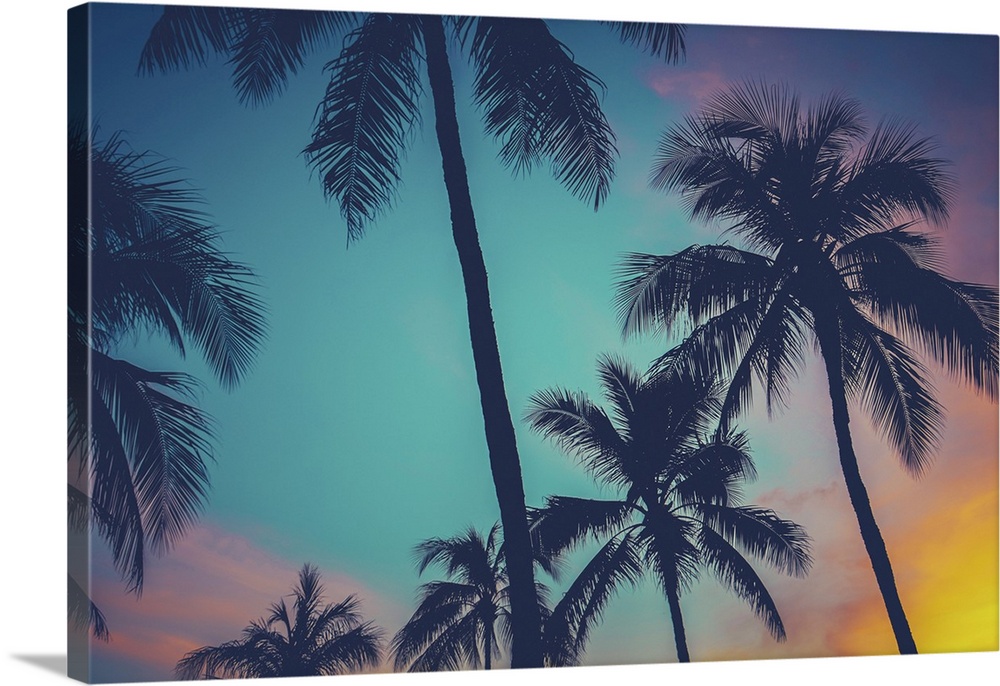 Vintage, retro filtered Hawaii palm trees at sunset.