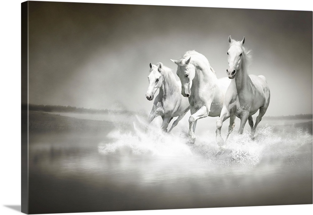 Photo of a herd of white horses running through water.
