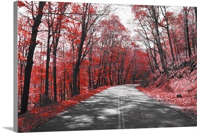 Highway Through Red Forest