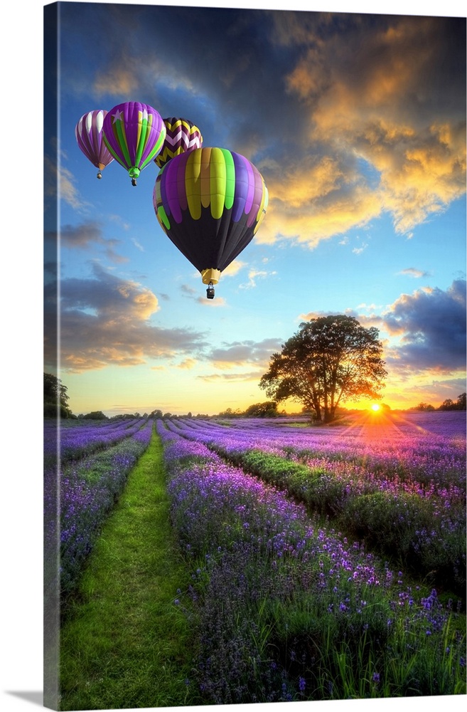 Stunning sunset with atmospheric clouds and sky over vibrant ripe lavender fields in English countryside with hot air ball...