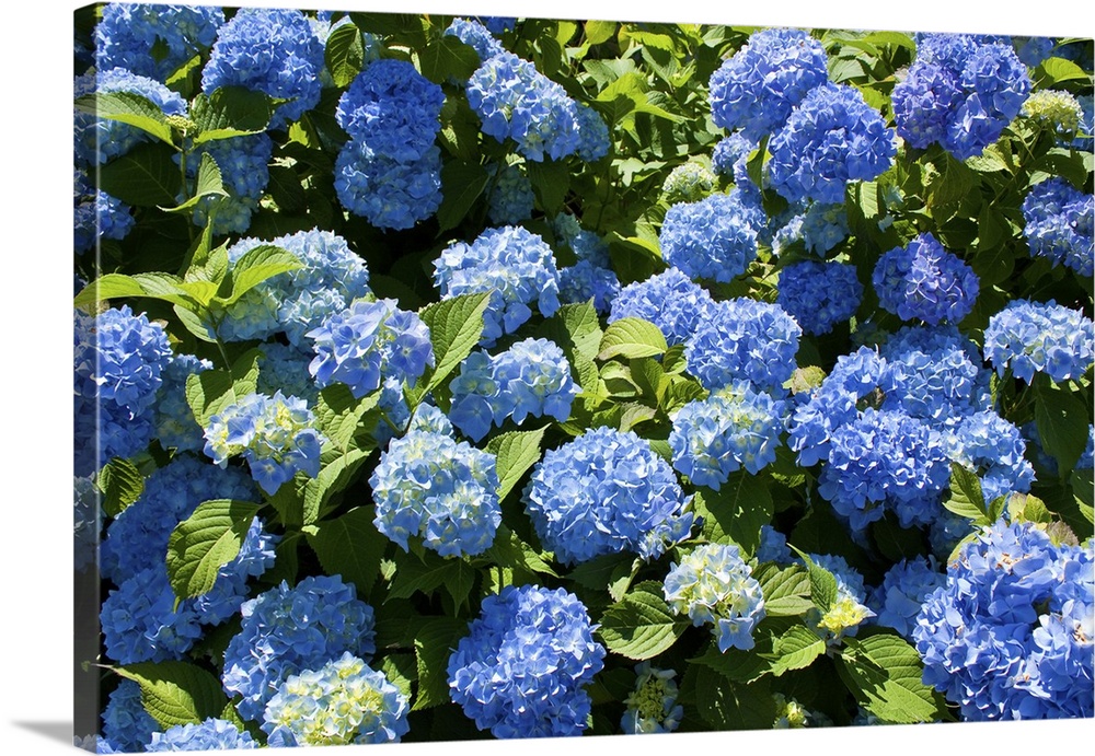 Bunch of blue blooming hydrangea flowers in the spring sunshine.