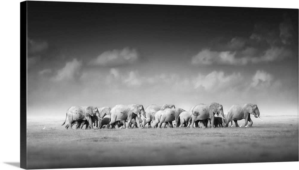 Artistic, black and white photo of large herd of African elephants, Loxodonta Africana, from adults to newborn calf agains...