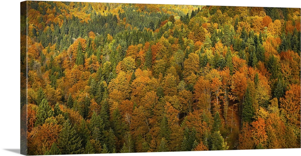 Lush, colorful autumn forest landscape, aerial view, textured background. Forestry, pristine nature, environment and susta...