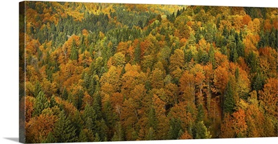 Lush, Colorful Autumn Forest Landscape, Aerial View