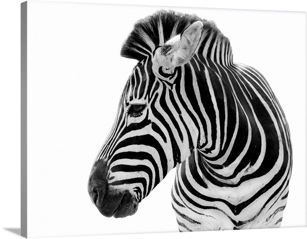 Male zebra isolated on a white background.