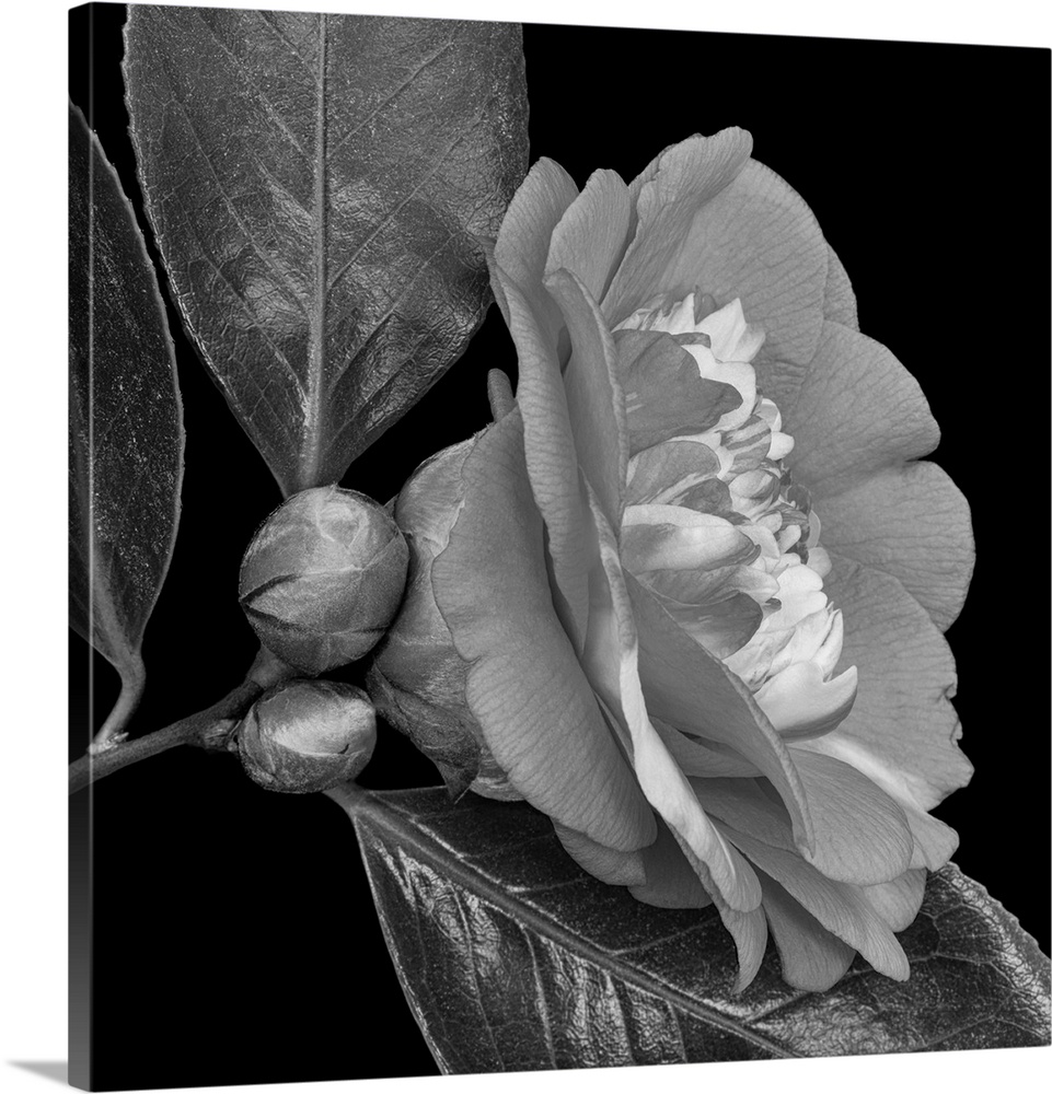 Bright monochrome white veined camellia blossom. Two buds and two glossy leaves on black background.