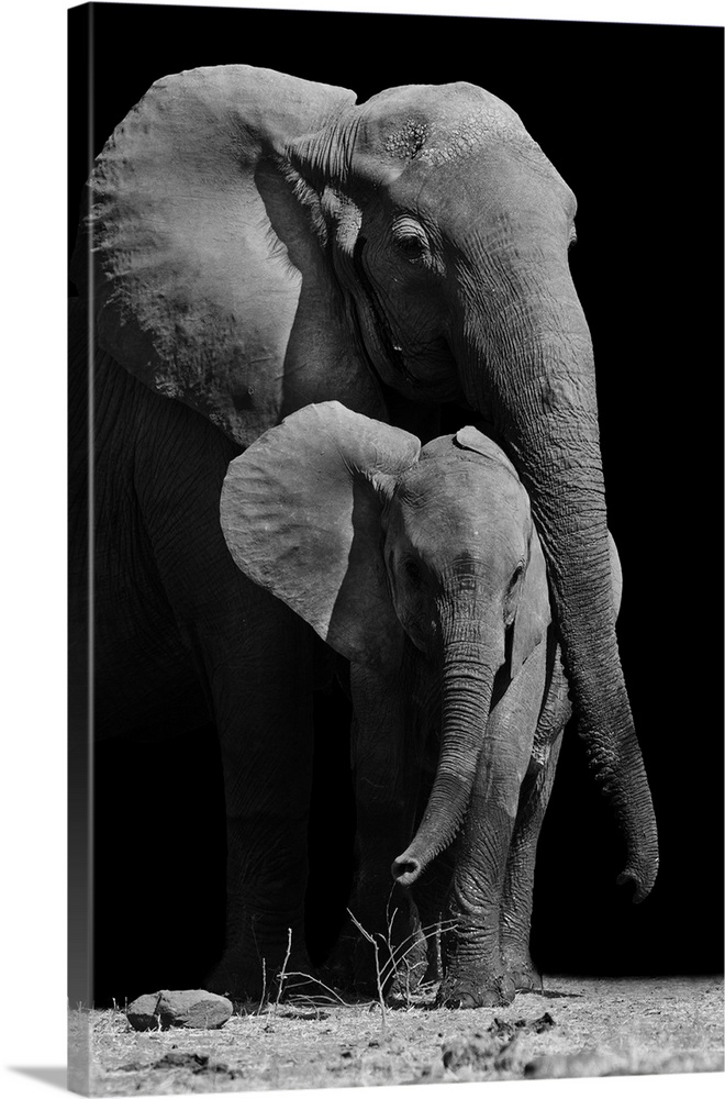 Black & White Elephant Protecting Her Baby Canvas Wall Art prints high quality 