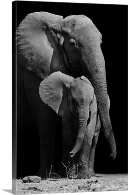 Mother Elephant And Baby