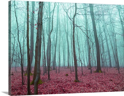 Mystical Forest In Red And Turquoise